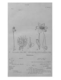 Image result for Pseudobromus engleri