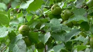 Grow bananas at home in bright light indoors in winter; Looking For Free Fruit Edmonton S New Online Map May Be The Apple Of Your Eye Cbc News