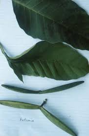Image result for Rinorea brachypetala
