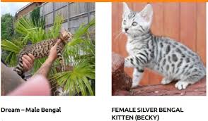 Search through thousands of adverts for kittens & cats for sale in the uk, from pets4homes, the uks most popular free pet classifieds. Buy Bengal Kittens Online Well Trained Quality Bengal Cats For Sale Available Bengal Kitten Kitten For Adopting