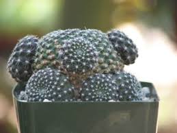 Image result for Barleria albipilosa