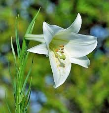 Image result for Lilium formosanum