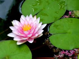 Lily Pad Lily Pads Lily Flower Lily