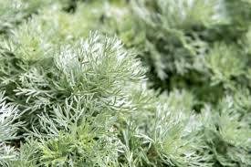 Image result for Artemisia sp.no.1