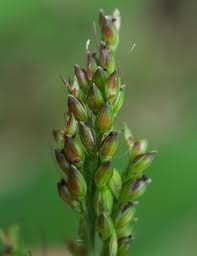 Image result for Setaria barbata