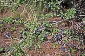 Image result for Ehretia obtusifolia