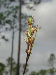 Image result for Scleria