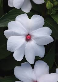 Image result for Impatiens shirensis