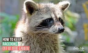 Keep cans inside a shed or garage. How To Keep Raccoons Out Of Your Garden