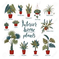We did not find results for: Big Plants Collection Interior Potted Plants With Plant Names Urban Jungle Trendy Home Decor With Plants Succulents Cactus Fern Tropical Leaves Set Of Indoor Plant Vector Cozy Home Royalty Free Cliparts Vectors