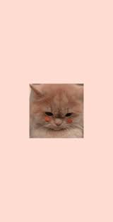 Wallpaper kucing lucu pink majalah cat dog. Wallpaper Kucing Cat Aesthetic Brown Cat Aesthetic Cats Cat Wallpaper
