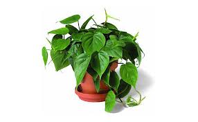 New braid pachira big money tree seeds bonsai tree seeds money tree seeds, 5 seeds/pack. 12 Benefits Of Money Plant