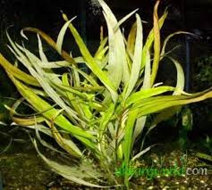 hygrophila corymbosa angustifolia akvaryum bitkileri ve baliklari
