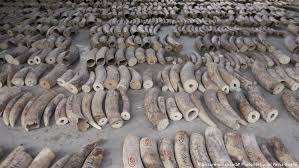 Pangolins, or scaly anteaters as they are otherwise known, are unique mammals covered in hard scales, comprised of keratin. Singapore Makes Record Breaking Ivory Bust Seizes Pangolin Scales News Dw 23 07 2019