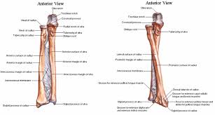 The bone mass in the skeleton reaches maximum density around age 21. Arm Bones Anatomy Anatomy Drawing Diagram
