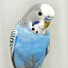 Pet food & treats up to 80% off! 10 Best Pet Birds Best Birds For Family Pets