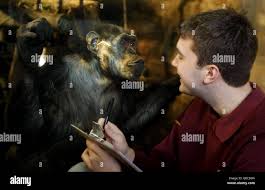 Edinburgh Zoo Education Officer James Silvey with Cindy the chimpanzee at  Edinburgh Zoo Stock Photo