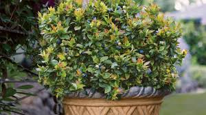 Growing raspberries in pots that are wide and deep will guarantee that your plants have enough space for new growth and any stakes or trellises if support is needed. How To Grow Berries In Containers
