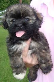 Pin By Kayla Woodard On Dogs Cute Dogs Dog Breeds Cute Puppies