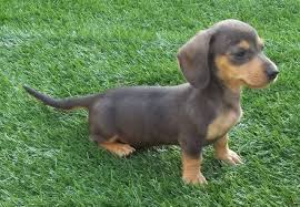 Dachsund Puppy Dachshund Puppy Miniature Dachshund Miniature Dachshund