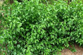 Image result for Colubrina asiatica