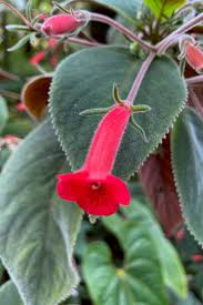 Image result for Kohleria