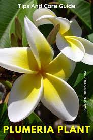 Plumeria Plant Tips And Care Guide Gardening Fever Plants Gardening For Beginners Plumeria