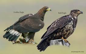 Juveinile bald eagle at stumpy lake, virginia beach. How To Tell A Juvenile Golden Eagle From A Juvenile Bald Eagle Avian Report