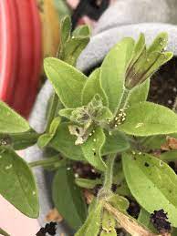 What S Eating My Petunias I Ve Got These White And Black Dots All Over Them And The Flowers Have Holes In Them Gardeni Petunias Outdoor Plants Horticulture