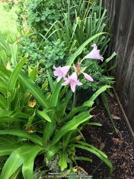 Image result for Crinum walteri