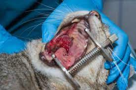 Check poison symptoms, diagnosis & treatments. My Cat Has A Lump On Their Neck Causes And Treatment