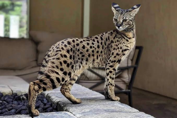 F1 SAVANNAH KITTENS - Bastet Exotics