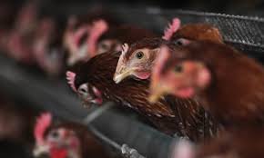 Cameroon poultry farmers urge europe to ease trade restrictions voice of america17:59. H5n6 Bird Flu Found In Wild Birds In Northeast China First Confirmed Cases Of The Strain This Year Global Times