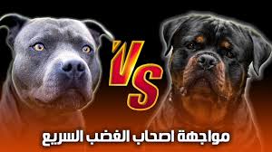 أشتري ده ولا ده🤔 كلب البيتبول ولا كلب الروت ويلار - YouTube