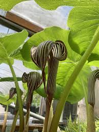 Image result for Arisaema