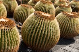 Gran Cantidad De Cactus Redondos O Cactus De Barril Dorado En Un Caluroso Dia Soleado Fotos Retratos Imagenes Y Fotografia De Archivo Libres De Derecho Image 76787647