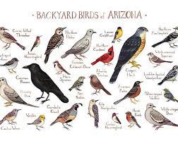 Florida Backyard Birds Field Guide Art Print Watercolor Painting Print Birdwatching Wall Art Nature Print Bird Poster Backyard Birds Arizona Backyard Guided Art