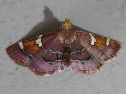 Image result for Pyralis cardinalis