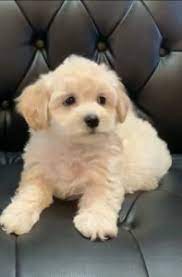 Lovely maltipoo pups maltipoo puppies available for a loving home. Best Maltipoo Puppies In Illinois Top 6 Breeders 2021 We Love Doodles