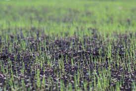 Solved The Fastest Growing Grass Seeds For A Nearly Instant Lawn Growing Grass Growing Grass From Seed Grass Seed
