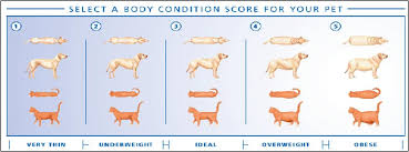 Weight Loss Chart For Cats Klemburan Q