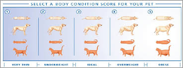 Weight Loss Chart For Cats Klemburan Q