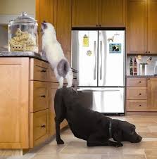 18 Fotos Que Prueban Que Los Gatos Y Los Perros Tienen Sus Propios Tipos De Relaciones Genial
