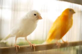Kanarienvögel stammen von kanarengirlitzen ab, die bevorzugt in buschreichen gebieten leben. Kanarienvogel Wellensittich Spielzeug