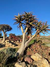 Image result for Aloidendron