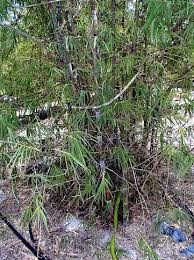 Image result for Oxytenanthera abyssinica
