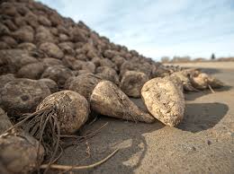 Image result for sugar beet