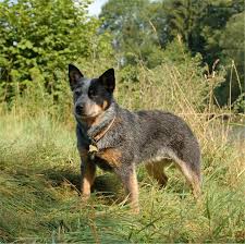 Dog Breeds A Australian Cattle Dog Page 9 Heeler Puppies Blue Heeler Puppies Blue Heeler Dogs