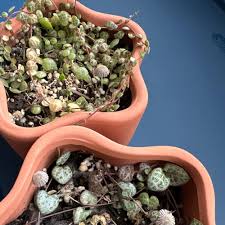 Image result for Ceropegia gracilior