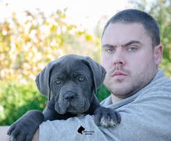 Cane Corso Romania